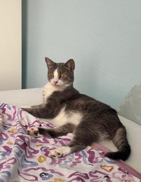 Unsere zierliche Katzenschönheit Ninolina