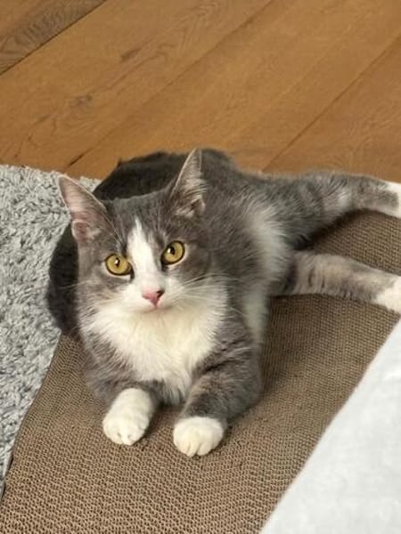 Unsere zierliche Katzenschönheit Ninolina