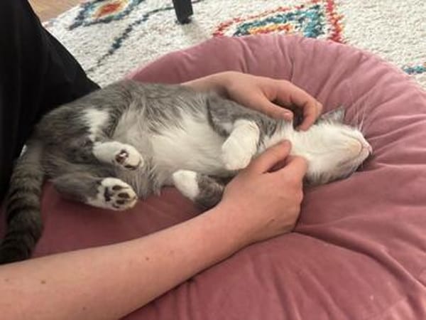 Unsere zierliche Katzenschönheit Ninolina