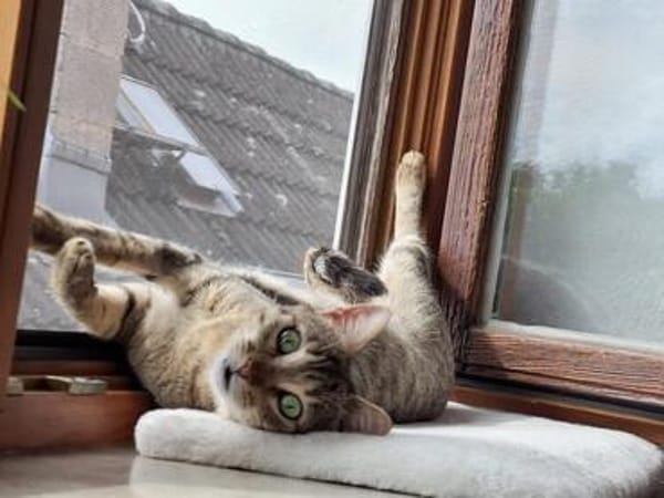 Meropi aus dem Tierschutz