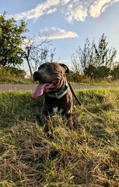 Hunter  ein echter Herzenshund auf der Suche