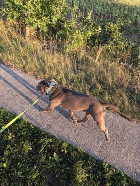 Hunter  ein echter Herzenshund auf der Suche
