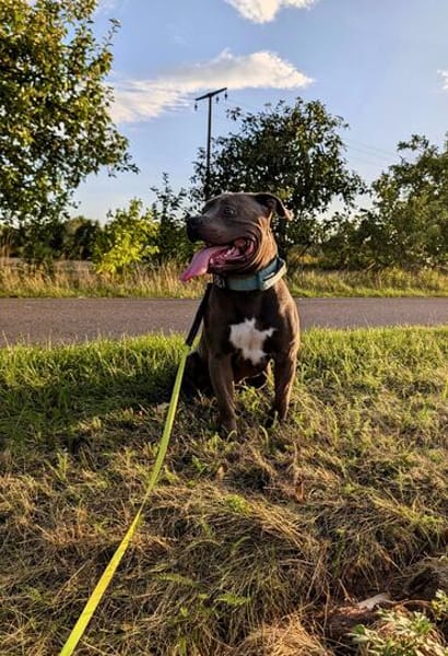 Hunter  ein echter Herzenshund auf der Suche