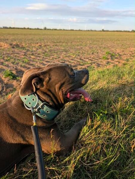 Hunter  ein echter Herzenshund auf der Suche