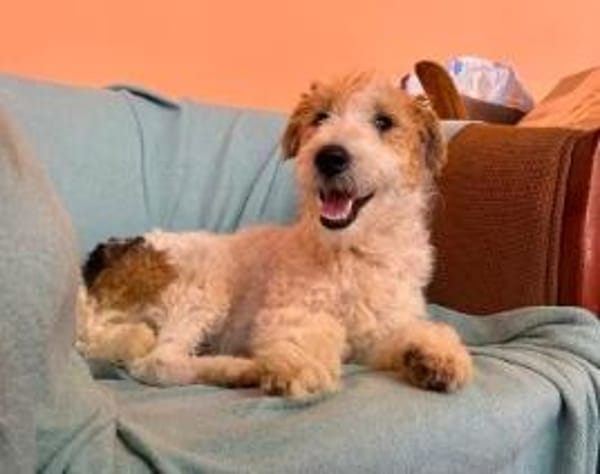 Pete  junger Fox Terrier sucht sein Für-immer-Zuhause