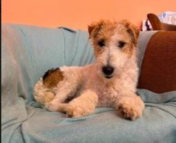 Pete  junger Fox Terrier sucht sein Für-immer-Zuhause