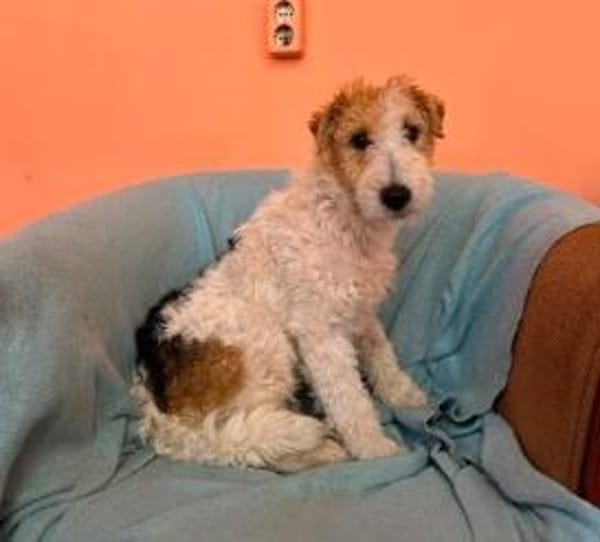 Pete  junger Fox Terrier sucht sein Für-immer-Zuhause