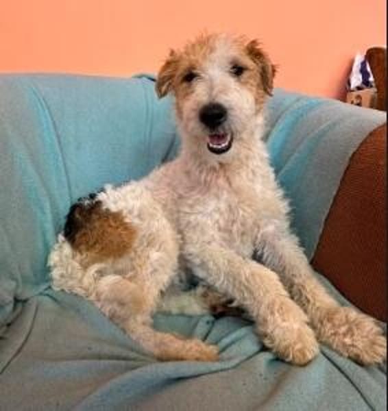 Pete  junger Fox Terrier sucht sein Für-immer-Zuhause