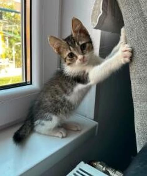 Tiger sucht sein Für-immer-Zuhause