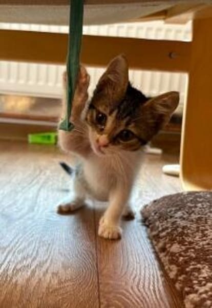 Tiger sucht sein Für-immer-Zuhause