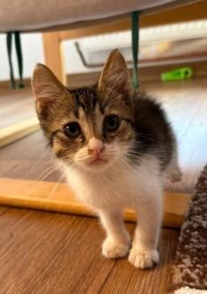 Tiger sucht sein Für-immer-Zuhause