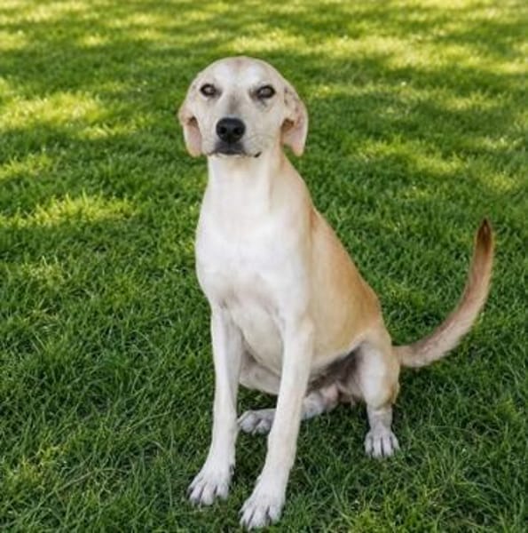 Pico  kleiner Entdecker sucht seine Familie ❤