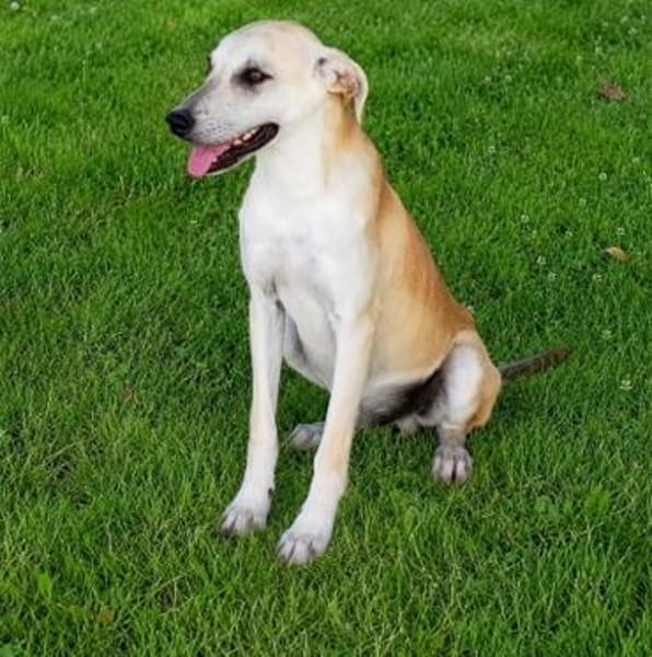 Pico  kleiner Entdecker sucht seine Familie ❤