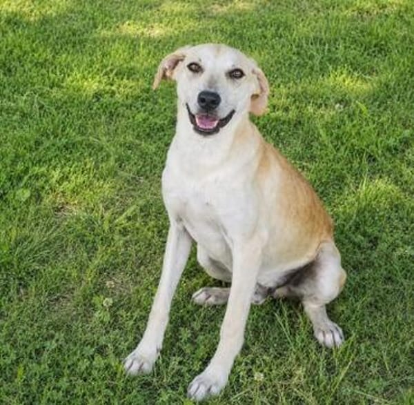 Pico  kleiner Entdecker sucht seine Familie ❤