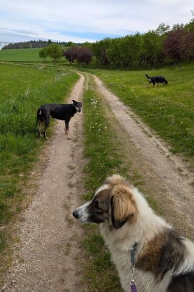 Ozora möchte überzeugen