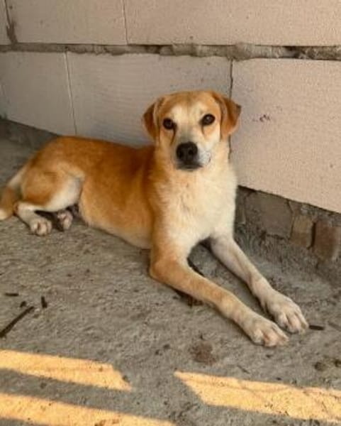 Rusty  freundlicher Herzenshund sucht sein Zuhause