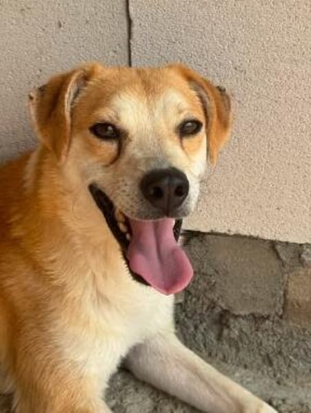 Rusty  freundlicher Herzenshund sucht sein Zuhause