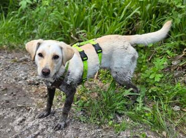 LIMA - geb. ca. 04/2023 - Mini-Labrador