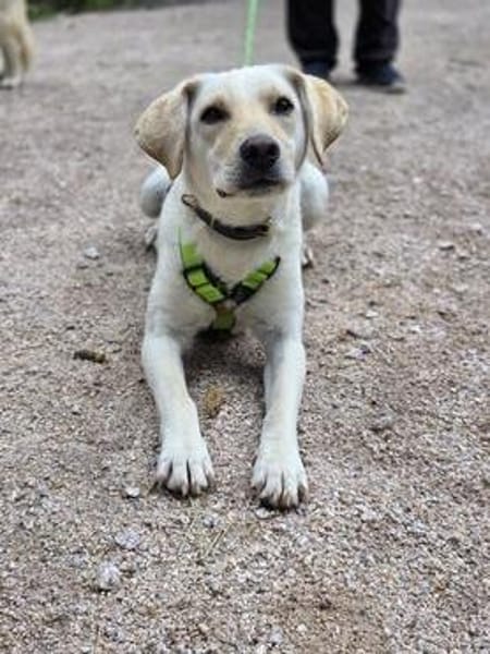 LIMA - geb. ca. 04/2023 - Mini-Labrador
