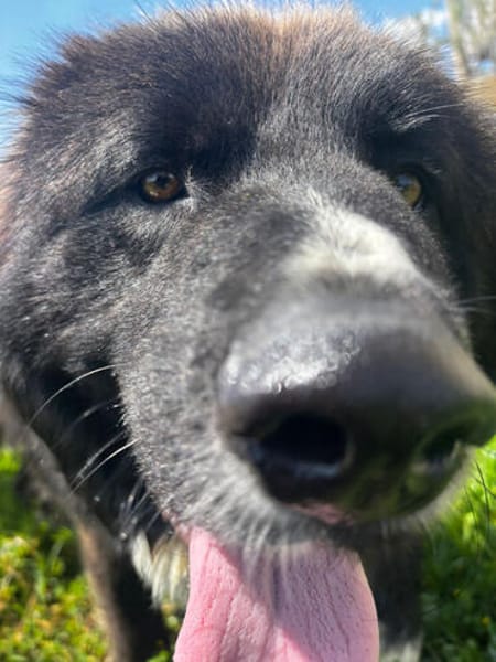 Nerone auf Pflegestelle