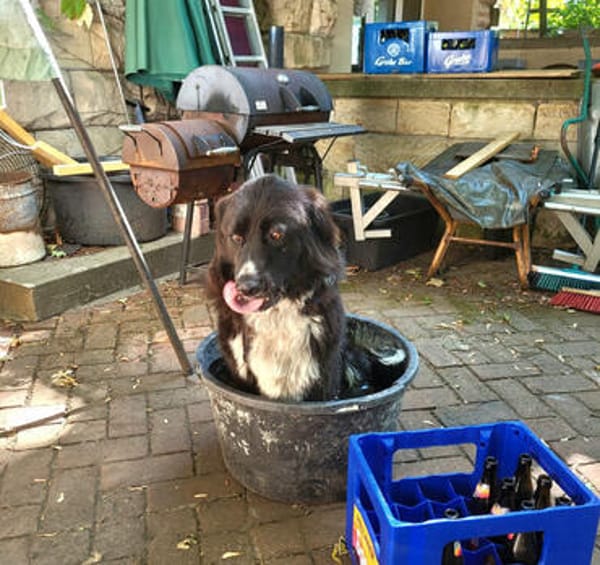Nerone auf Pflegestelle
