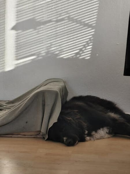 Nerone auf Pflegestelle