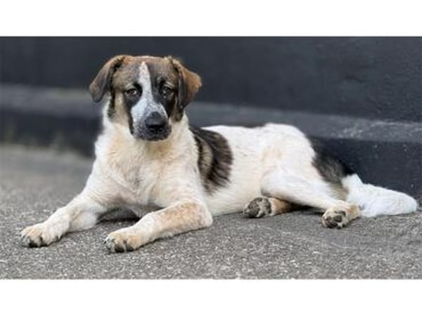 Lio - wartet in 53332 Bornheim