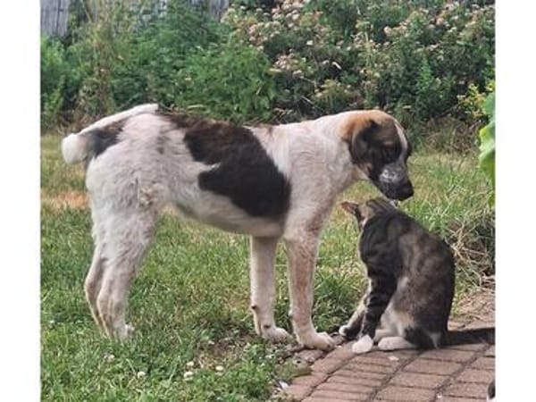 Lio - wartet in 53332 Bornheim