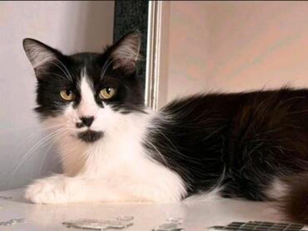 wunderschöne Katzendame Lou sucht ihr Zuhause