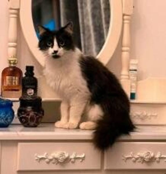 wunderschöne Katzendame Lou sucht ihr Zuhause