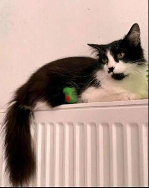 wunderschöne Katzendame Lou sucht ihr Zuhause