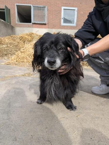 Chico sucht dringend eine Pflegestelle