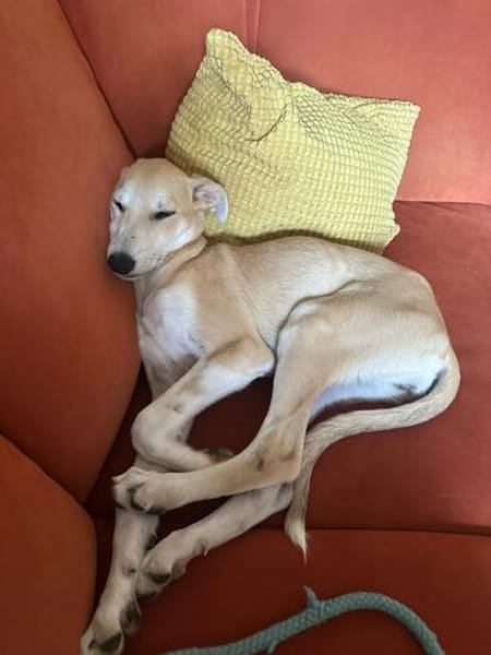 Zaubermaus Kiwi sucht ihre Familie