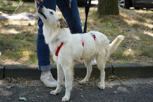 Algodón wartet auf seine Chance