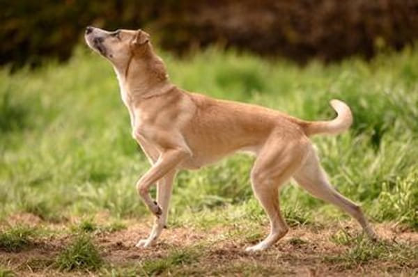 Bonnie - tolle sportliche Hündin