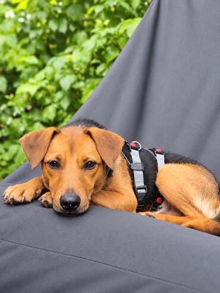 Felipe -Kleiner Herzenshund sucht sein Für-immer-Zuhause!