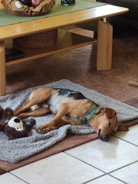 Felipe -Kleiner Herzenshund sucht sein Für-immer-Zuhause!
