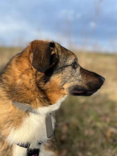 Fröhlicher Mischa