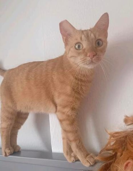 Amelie ~1 Jahr sucht ihr Zuhause