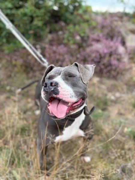 Rita - bereit für ein neues Leben - PLZ 39291