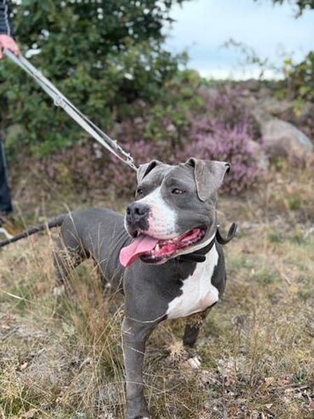 Rita - bereit für ein neues Leben - PLZ 39291