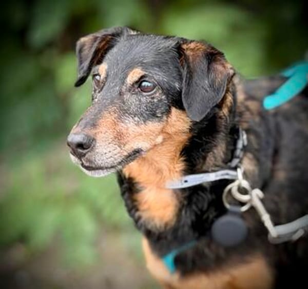 SKIBBY  Senior mit großem Kuschelbedürfnis