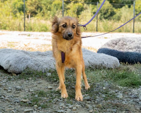 Hazel sucht liebevolle Familie...