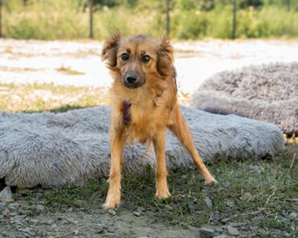 Hazel sucht liebevolle Familie...