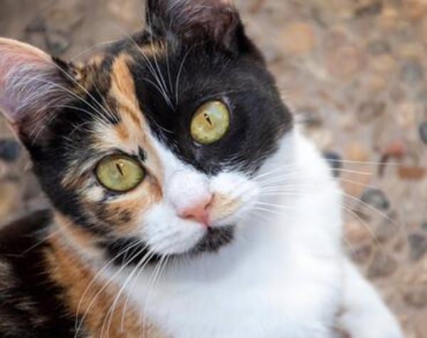 Torrija - Kleine Katze, großes Herz, ganz viel Lebensfreude
