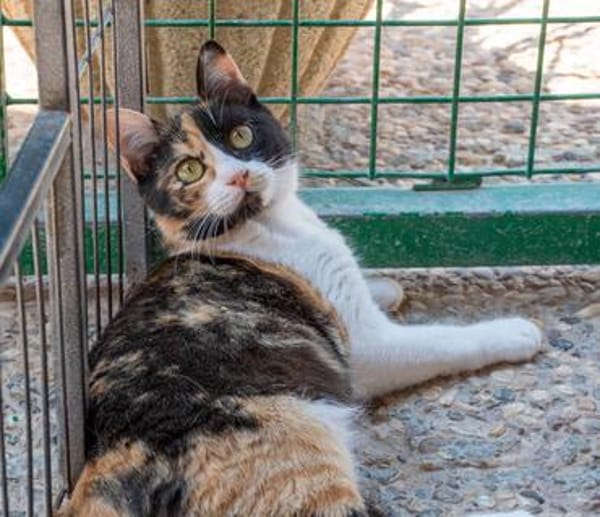 Torrija - Kleine Katze, großes Herz, ganz viel Lebensfreude