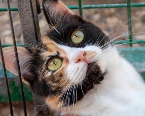 Torrija - Kleine Katze, großes Herz, ganz viel Lebensfreude