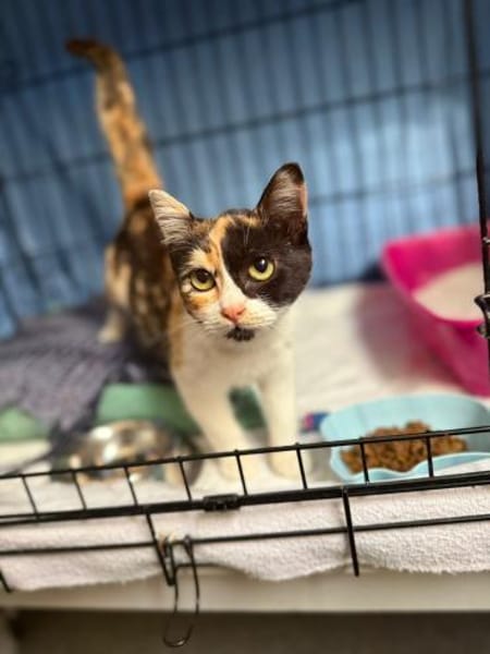 Torrija - Kleine Katze, großes Herz, ganz viel Lebensfreude