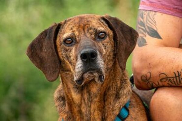 Lebensfroher Shaggy sucht seinen Jackpot!