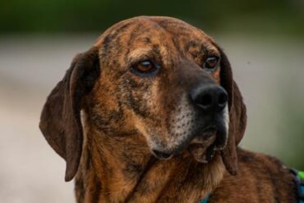 Lebensfroher Shaggy sucht seinen Jackpot!